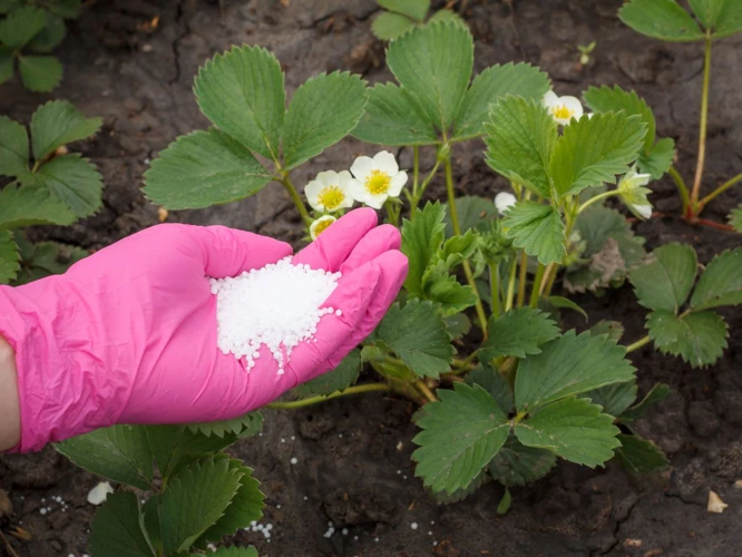 Die Besten Düngemethoden Für Erdbeeren