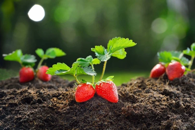 Die Besten Standortbedingungen Für Erdbeeren