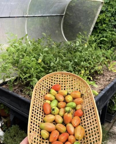 Die Besten Standorte Für Tomaten Im Garten