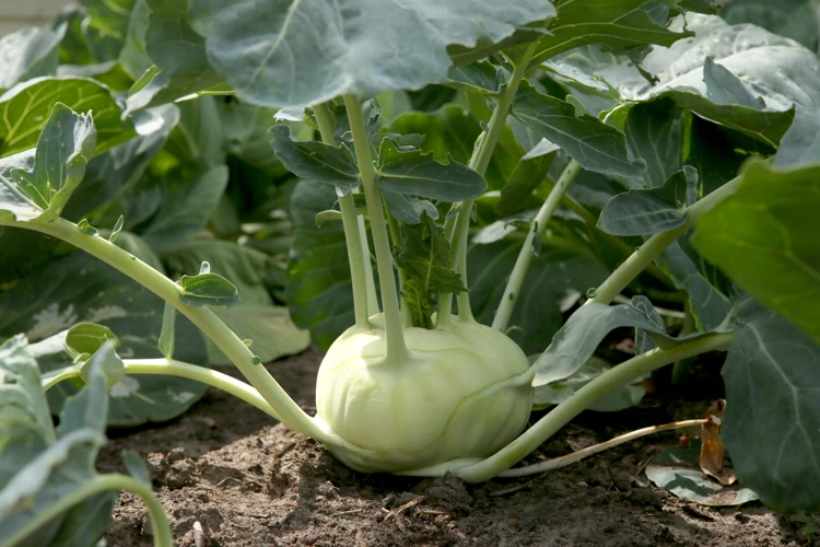 Die Besten Nachbarn Für Kohlrabi