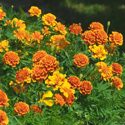 Die Besten Nachbarn Für Tagetes