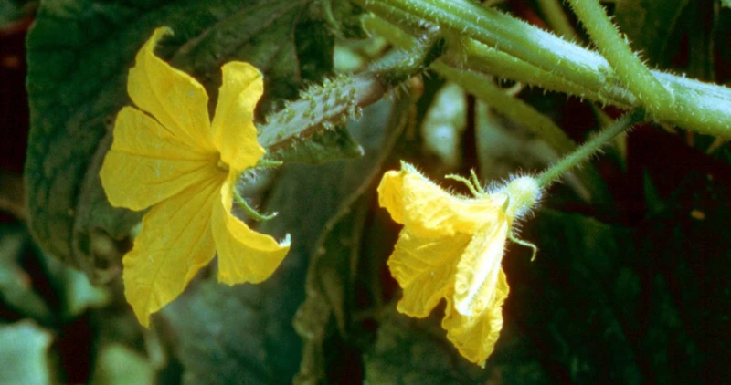 Die Besten Temperaturen Für Die Bestäubung Von Gurkenblüten