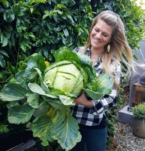 Der Beste Zeitpunkt Für Die Kohl Aussaat