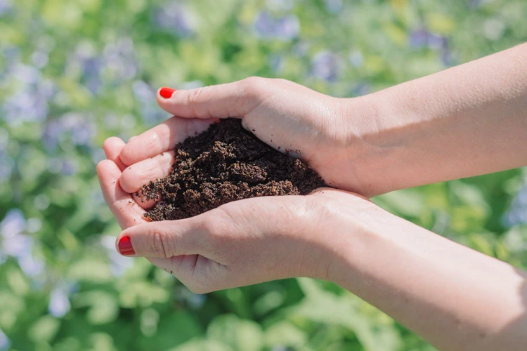 Die Besten Tipps Zur Verwendung Von Kaffeesatz Im Garten