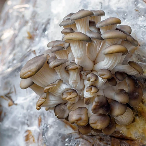 Die Verschiedenen Arten Von Champignons