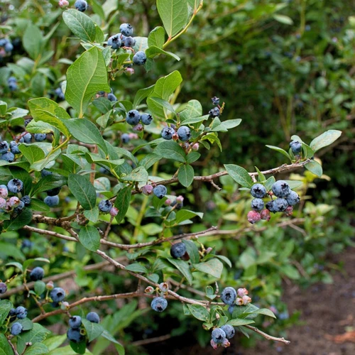 Der Ideale Blaubeerstrauch Standort Im Topf