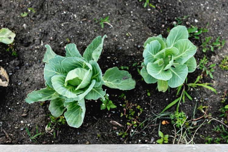 Das Ideale Klima Für Die Kohl Aussaat