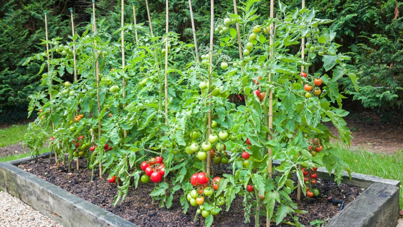 Die Bedeutung Von Kalzium Für Tomatenpflanzen