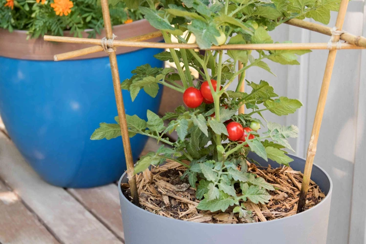 Der Optimale Zeitpunkt Zum Pflanzen Von Tomaten