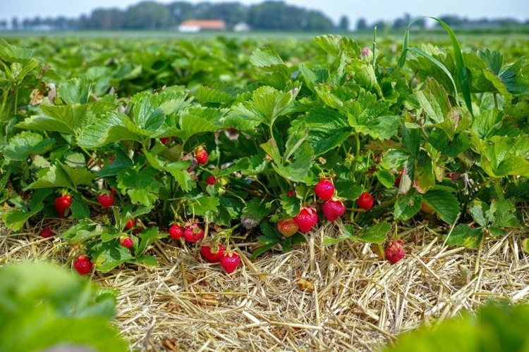 Der Optimale Zeitpunkt Zum Erdbeeren Pflanzen In Deutschland