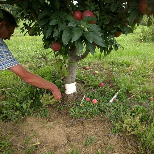 Die Richtige Pflege Für Ihren Neuen Apfelbaum