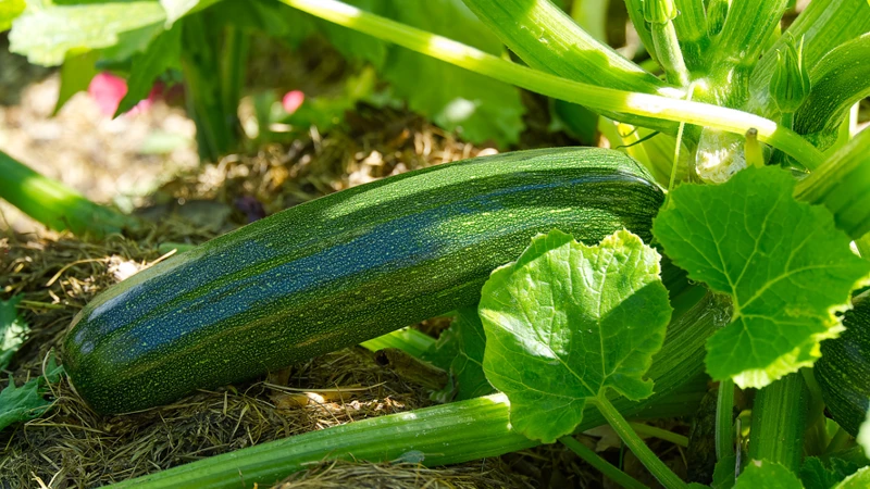 Die Richtigen Bedingungen Für Den Anbau Von Zucchini