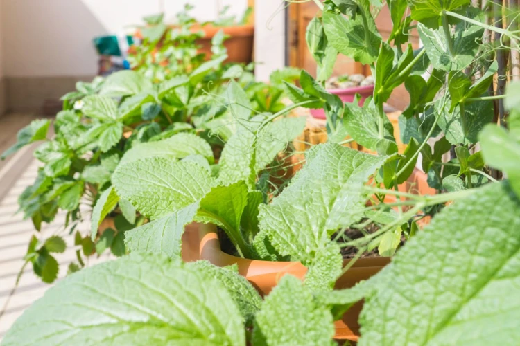 Der Richtige Standort Für Erdbeeren In Mischkultur