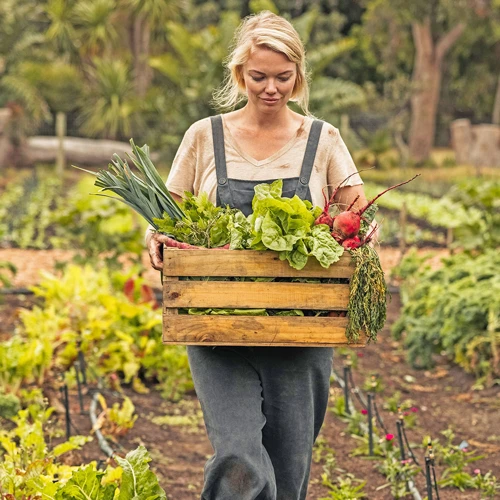 Die Richtige Temperatur Für Die Erntezeit