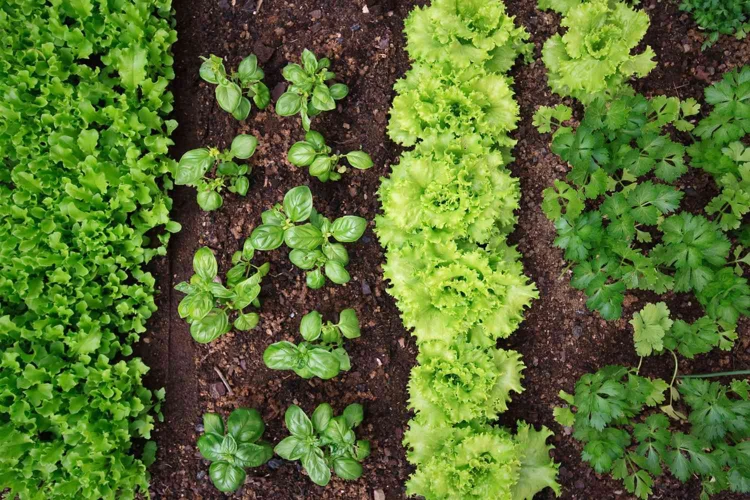 Der Richtige Zeitpunkt Für Die Blüte