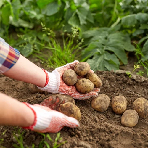 Tipps Und Tricks Für Erfolgreiche Bilder Von Kartoffelpflanzen