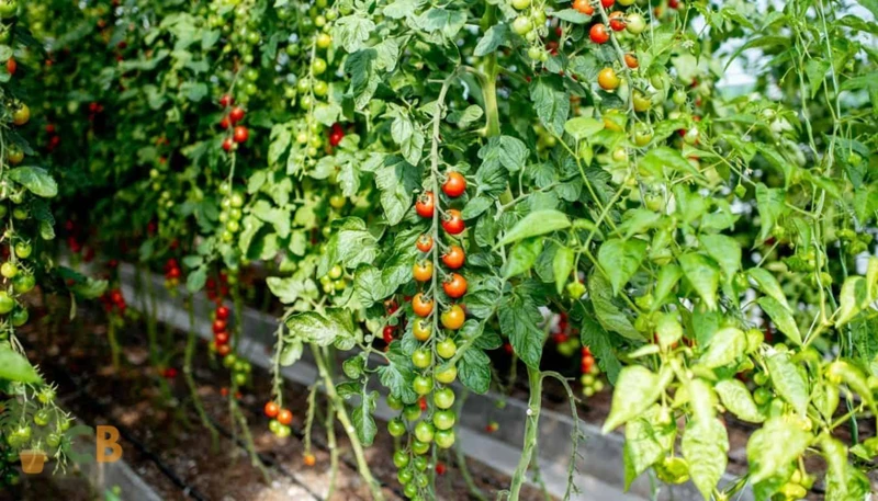 Tipps Und Tricks Für Die Verwendung Von Kaffeesatz Für Tomaten