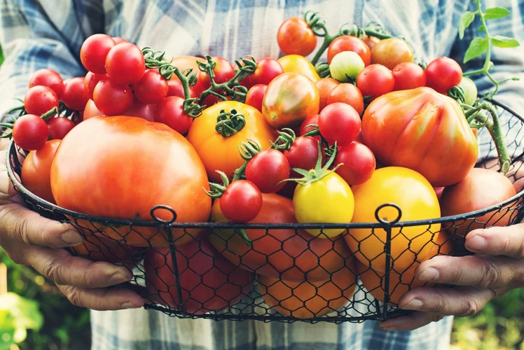 Tips Und Tricks Für Die Verwendung Von Magnesium Für Tomaten