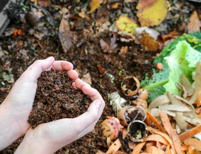 Tipps Für Das Düngen Von Salat Mit Kaffeesatz