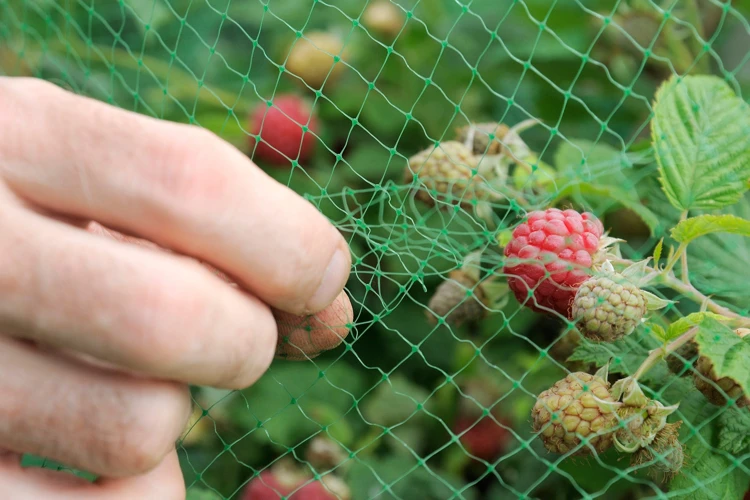 Tipps Zum Befestigen Von Himbeeren