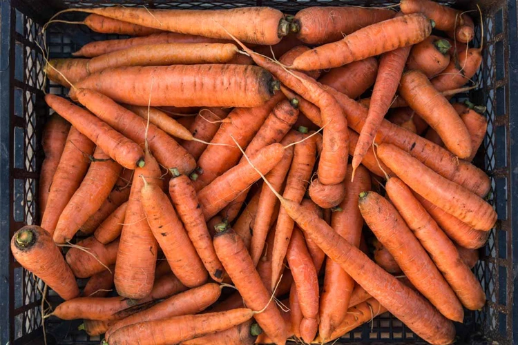 Tipps Zum Überwintern Von Möhren