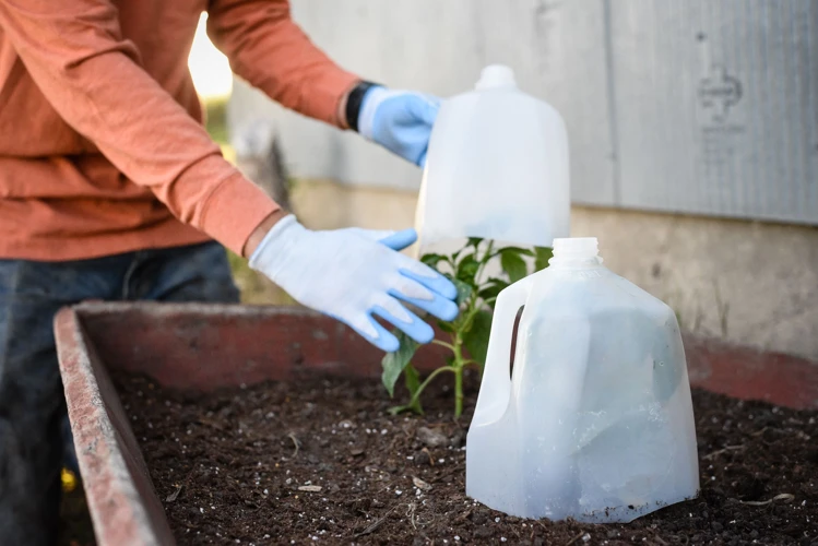 Tipps Zum Schutz Vor Möhren Frost