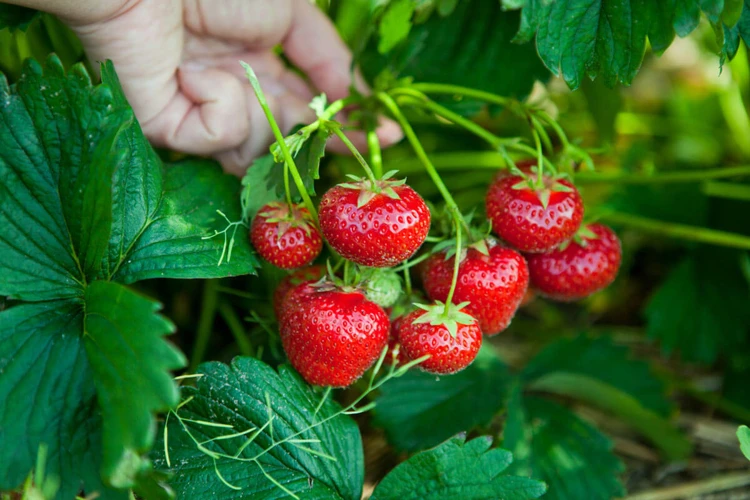 Tipps Für Erfolgreiches Umpflanzen Von Erdbeeren