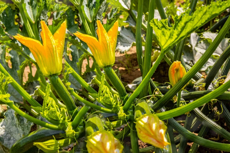 Tipps Zur Zucchini Befruchtung