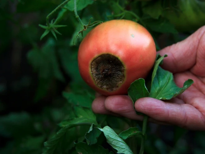 Tomatenkrankheiten Und -Schädlinge