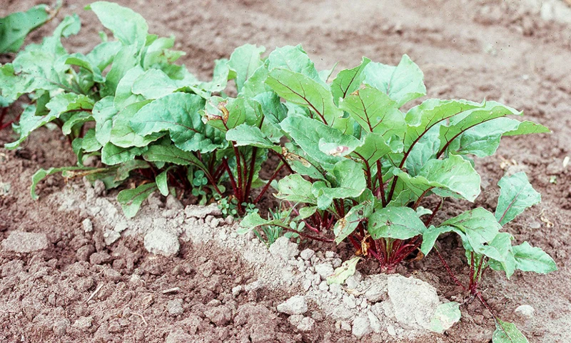 Umpflanzen Von Rote Bete Sämlingen