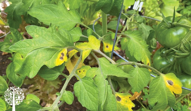 Behandlung Von Tomatenfäule