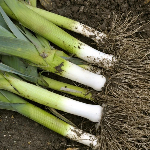 Winterharte Lauchsorten Im Garten Verwenden