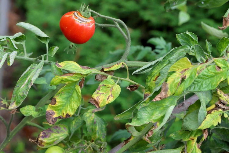 Was Ist Tomatenfäule?