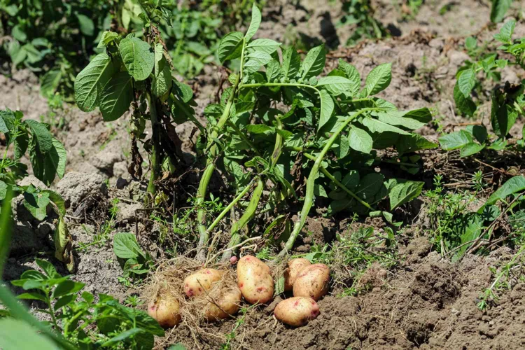 Was Sie Über Kartoffelpflanzen Wissen Sollten