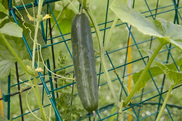 Wann Und Wie Ernten Sie Ihre Gurken