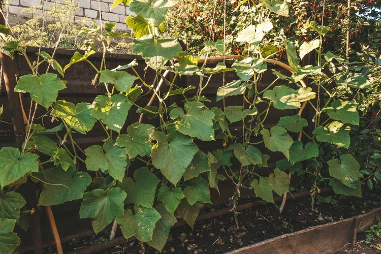 Wann Und Wie Sollten Gurkenblüten Entfernt Werden?