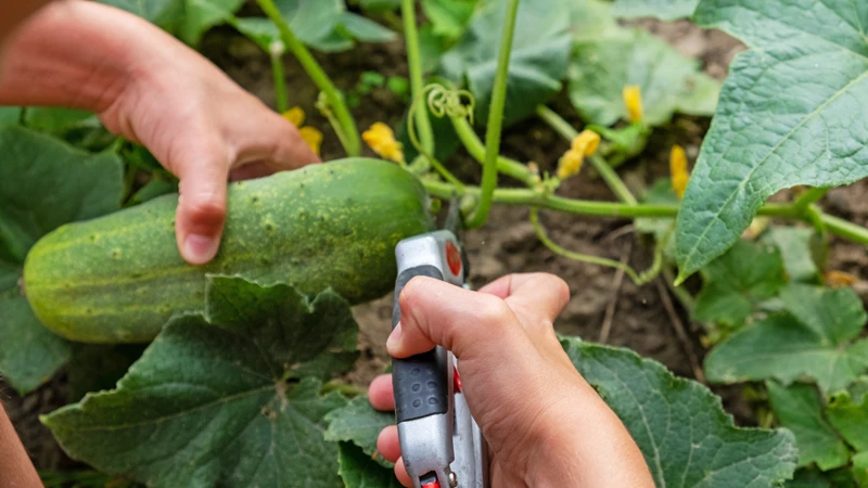 Wann Sollten Gurkenblätter Entfernt Werden?