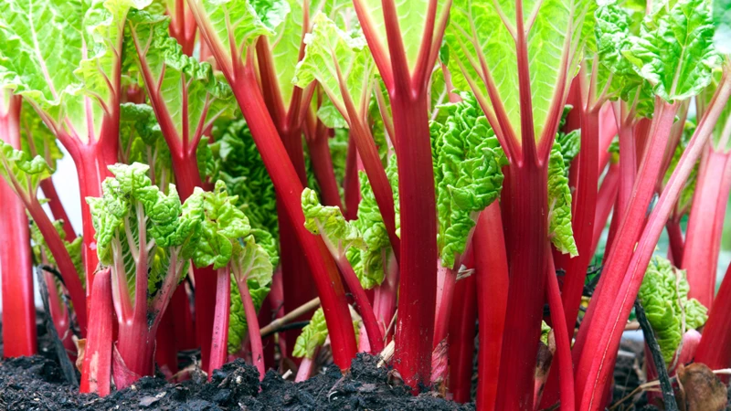 Wann Sollte Man Rhabarberblüten Entfernen?