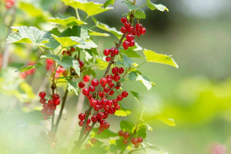 Wann Sollte Man Johannisbeeren Düngen?