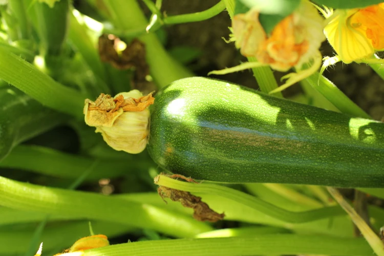 Wann Sollten Zucchini Blätter Entfernt Werden?