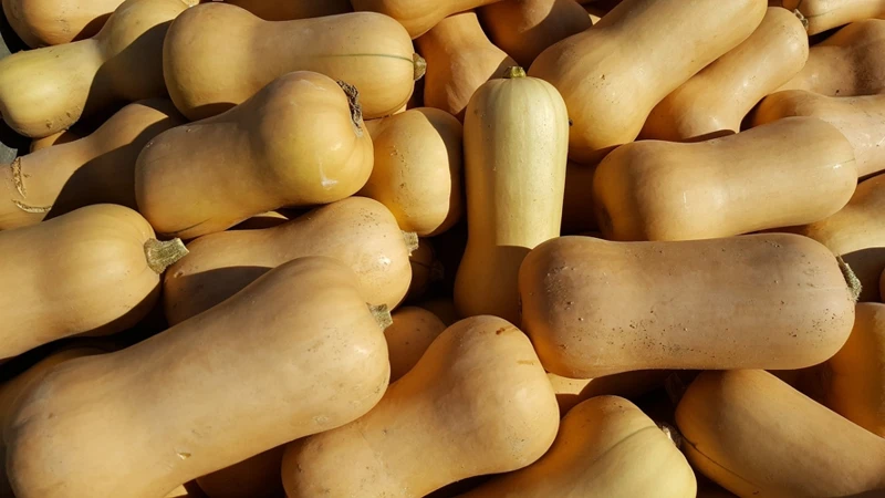 Wann Butternut In Deutschland Ernten?