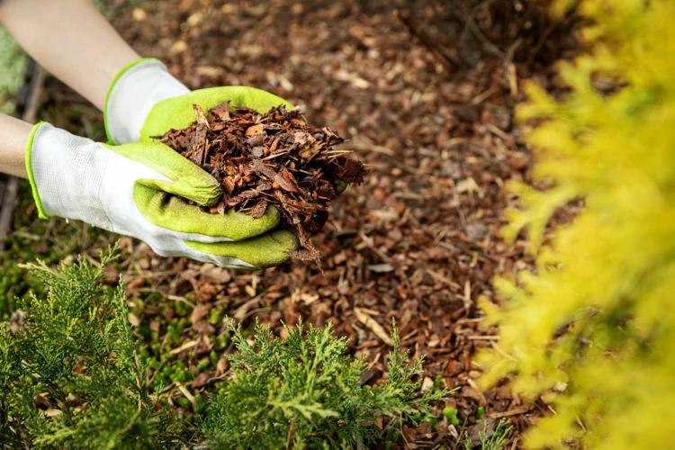 Welcher Mulch Ist Am Besten?