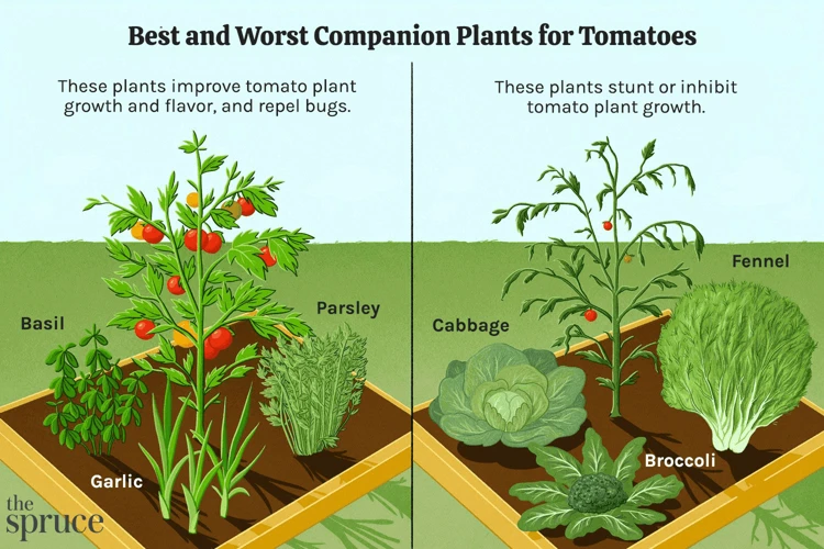 Welche Pflanzen Passen Gut Zu Tomaten?