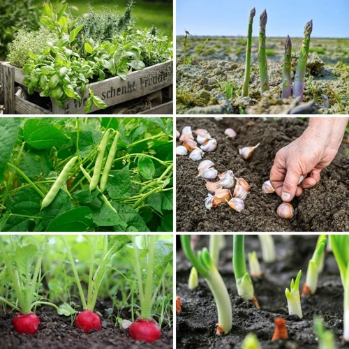 Warum Tomaten Unterpflanzen?