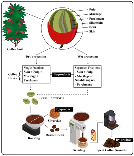 Warum Kaffeesatz Für Die Eibe?