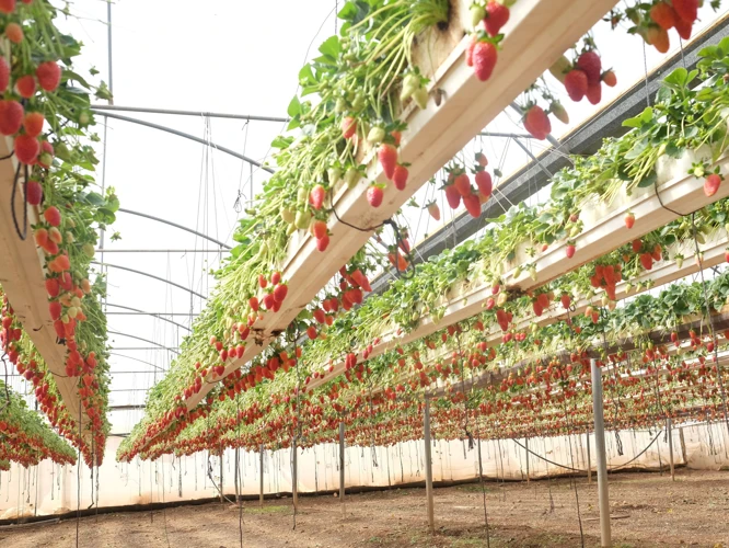 Warum Erdbeeren Mit Mischkultur Anbauen?