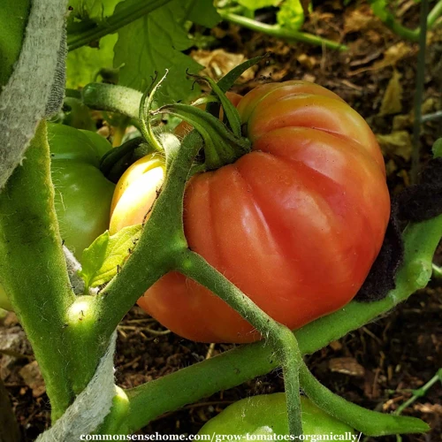 Warum Diy-Tomatendünger?