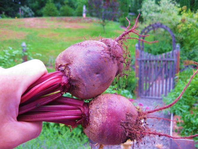 Warum Benötigt Rote Beete Frostschutz?