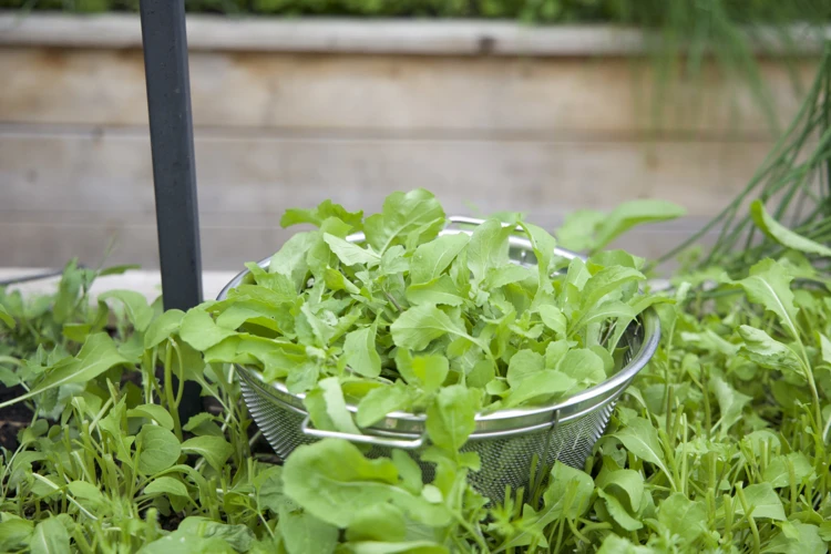 Warum Rauke Im Garten Anbauen?