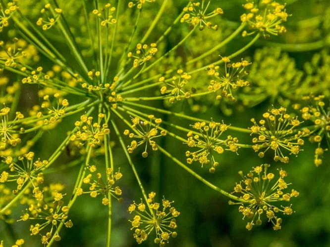 Warum Fenchel Anbauen?